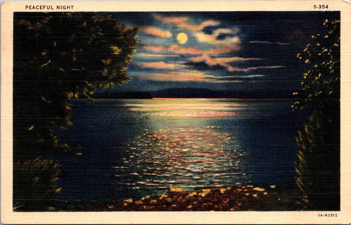 Night Songs in the&nbsp;Forest