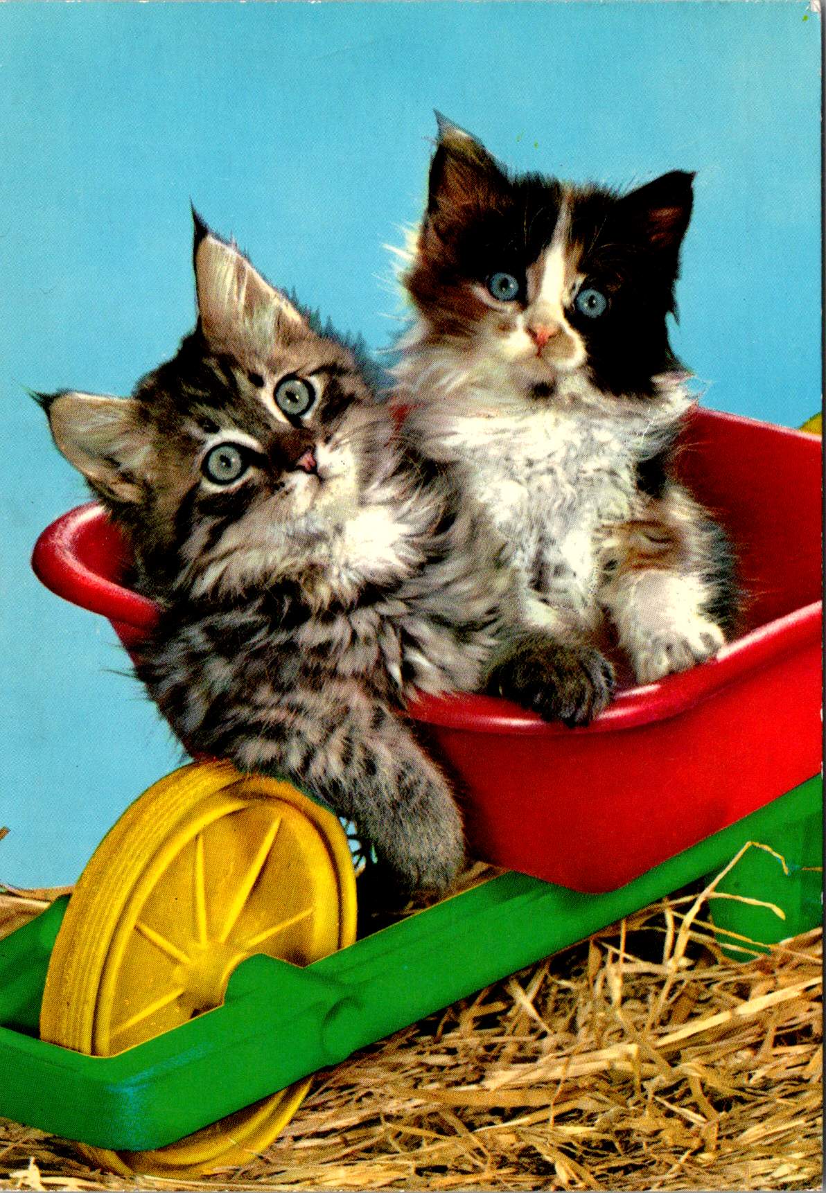 Power of the&nbsp;Paws